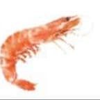 Best Shrimp (Head On) in Philadelphia, PA